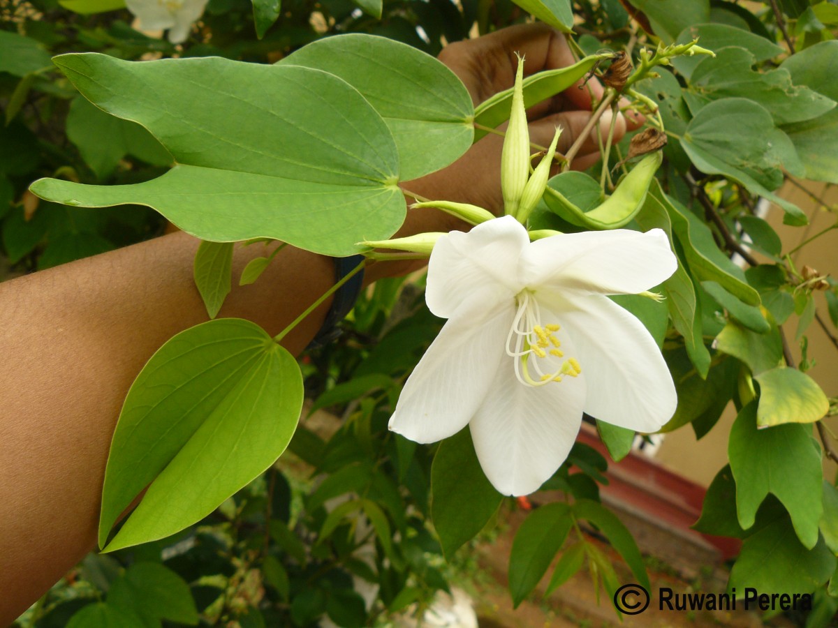 Bauhinia acuminata L.